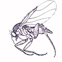 phoridfly