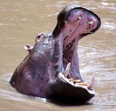 hippo1