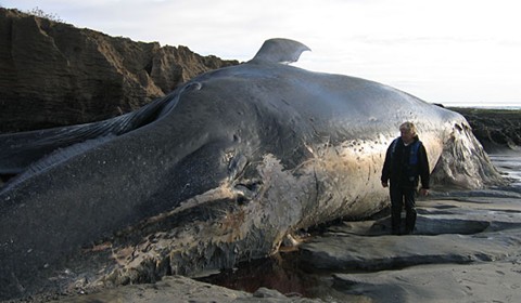 A Sadder Breed of Fail Whale | Microkhan by Brendan I. Koerner